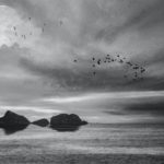 A Cathedral of Birds