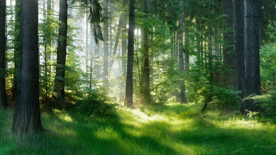 Natural,Forest,Of,Spruce,Trees,,Sunbeams,Through,Fog,Create,Mystic