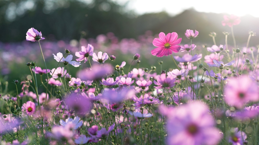 Field,Of,Cosmos,Flower