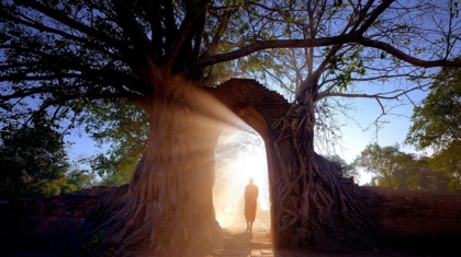 Buddhist,Monk,Walking,Under,The,Bodhi,Tree,Among,Lay,Light